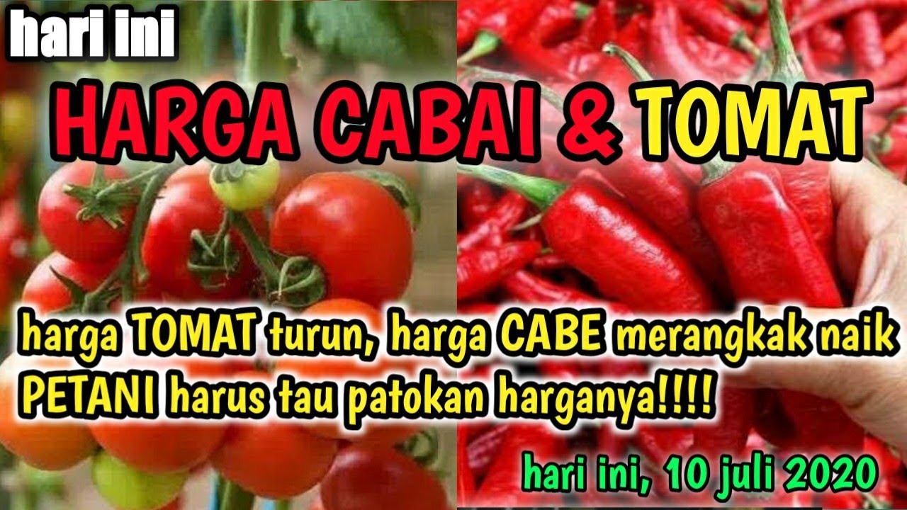  Harga cabe hari ini  10 Juli 2022 info harga  tomat dan 