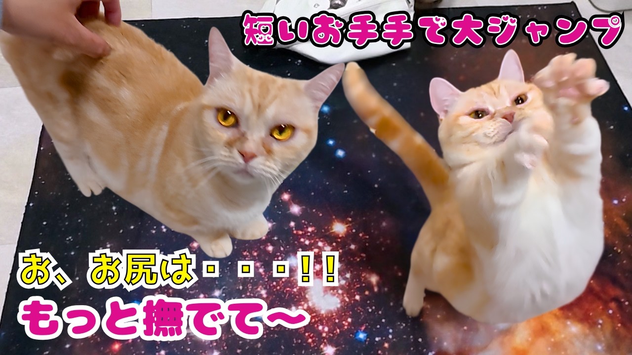 Touching] A retired Munchkin cat from a breeder opens up and makes