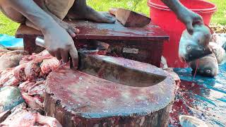 village fish video || #fish #shorts #shortvideo #fishingvideo #fishing #amazing-part-90