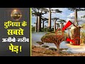 दुनिया के सबसे अजीबो-गरीब पेड़ | Strange Trees in The World | Amazing Facts | Baobab | Dragon Tree