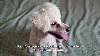 20 fascinating facts about toy poodles