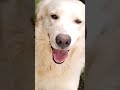 #Pet #Lindo Thor Querido !