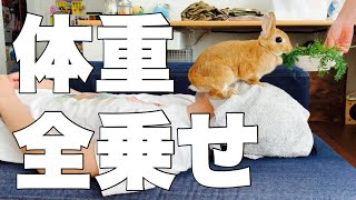 ウサギの全体重を顔で感じたい飼い主　#878