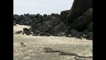 X-rated David Attenborough- IGUANA VS SNAKES