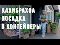 Калибрахоа. Контейнерное озеленение. Калибрахоа в ландшафтном дизайне.