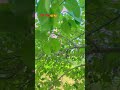 मेरे घर का नींबू पूरी तरह से फल ले लिया है 🍊🍊🌿🌱🪾🌴#nature #villagelife #tranding #farming #shortvideo