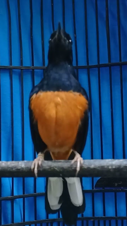 Murai batu gacor COCOK UNTUK MEMANCING BIRAHI LANGSUNG NYAUT