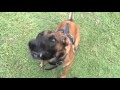 Envy the Malinois hold and bark