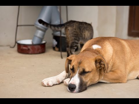Video: Natura Pet Extinde Rechemarea Pentru Hrana Pentru Câini Karma