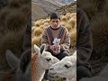 CV rechazado... pero la solución cuesta menos que una foto con las llamas#SOWIRA #CVCreator #peru