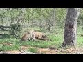 Leopard vs Hyena