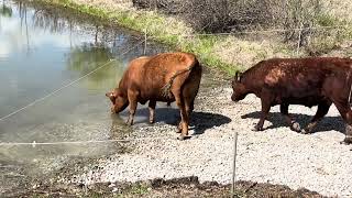 The bull and steer mob get to try out their new rock pad drinking skirts on our new farm pond.