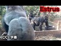 Female gorilla in heat shaking her body for male gorilla in heat. Genki.|Momotaro family