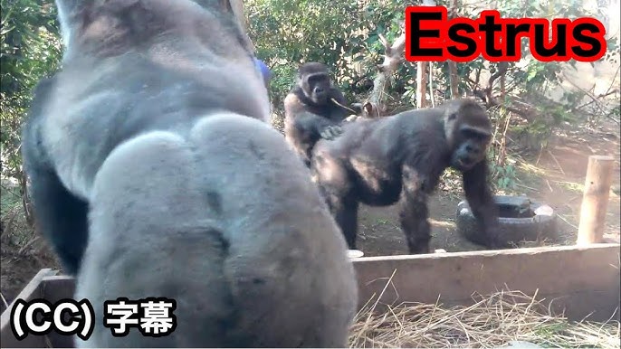 Orta asr porno rus tilida