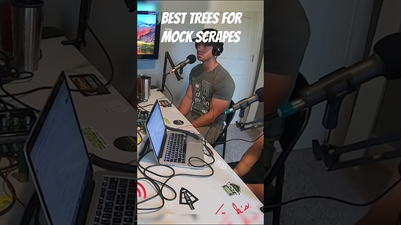 The Best Trees for Mock Scrapes!