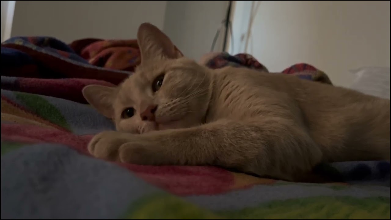 Cat sleeping peacefully after a long time 