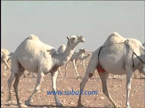 منقية الشيخ فهيد بن فنيسان السبيعي
