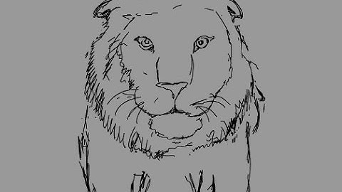 Tiger vs Lion (animatic)