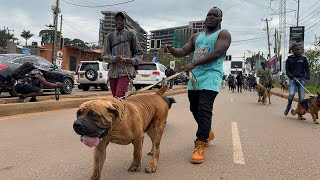 Dog Festival 2025 Full Highlights | Fun, Games & Adorable Dogs.