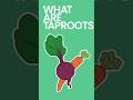 What are Taproots #shorts