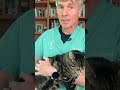 Free Cat Health Webinar: Best Foods, Common Diseases, and Natural Remedies