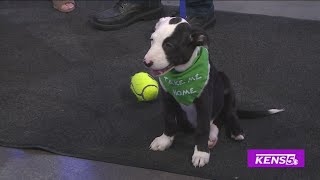 Lucky Spot Rescue talks adoption and fostering | Great Day SA