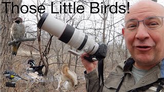 An Acrobatic Kinglet, Hungry Warbler, Vocal Flicker and Flustered Human at Maplewood Nature Center