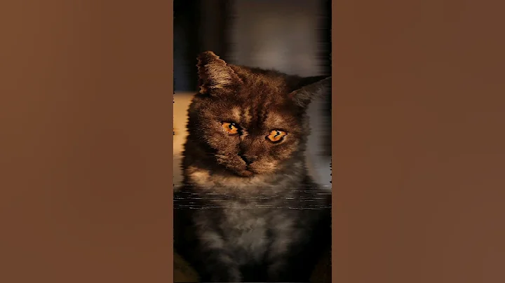 Video 3549041: savannah cat, pet breeds, wonder pets