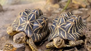 Tortoise Tales: The Slow and Steady Wonders of the Wild!