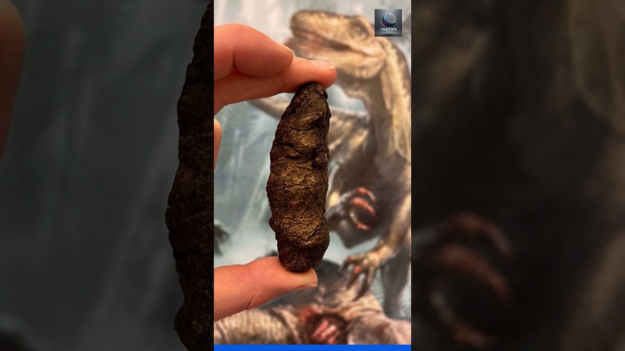 Fossilized poop reveals secrets of how dinosaurs came to dominate Earth | CNN