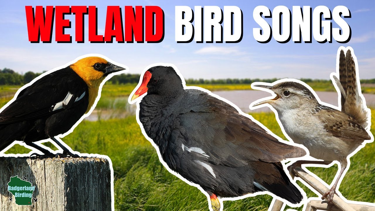 Learn 25 Marsh and Wetland Bird Songs and Calls!