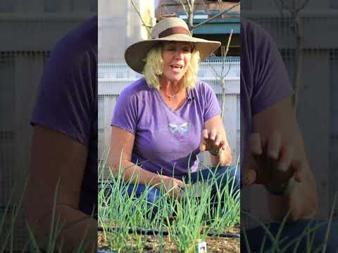Video: Řízení plísně cibulových plodin: Jak léčit cibuli s plísní