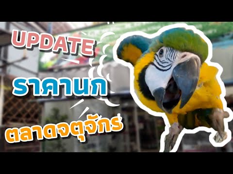 ราคานกจตุจักร (หลังคลายล็อคดาวน์)