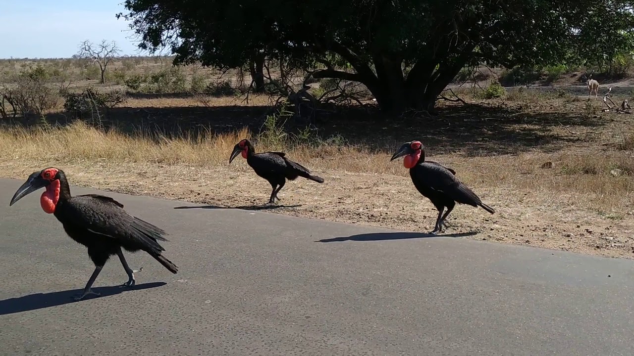 Southern ground hornbill (Bucorvus leadbeateri) in Kruger National Park