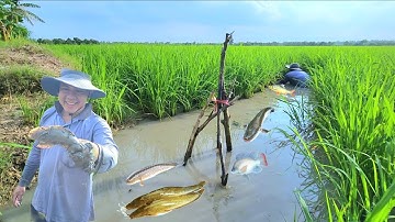 Phát Hiện Cá Rô Mề Ăn Móng Rất Nhiều Trên Đồng Lúa |NHMT