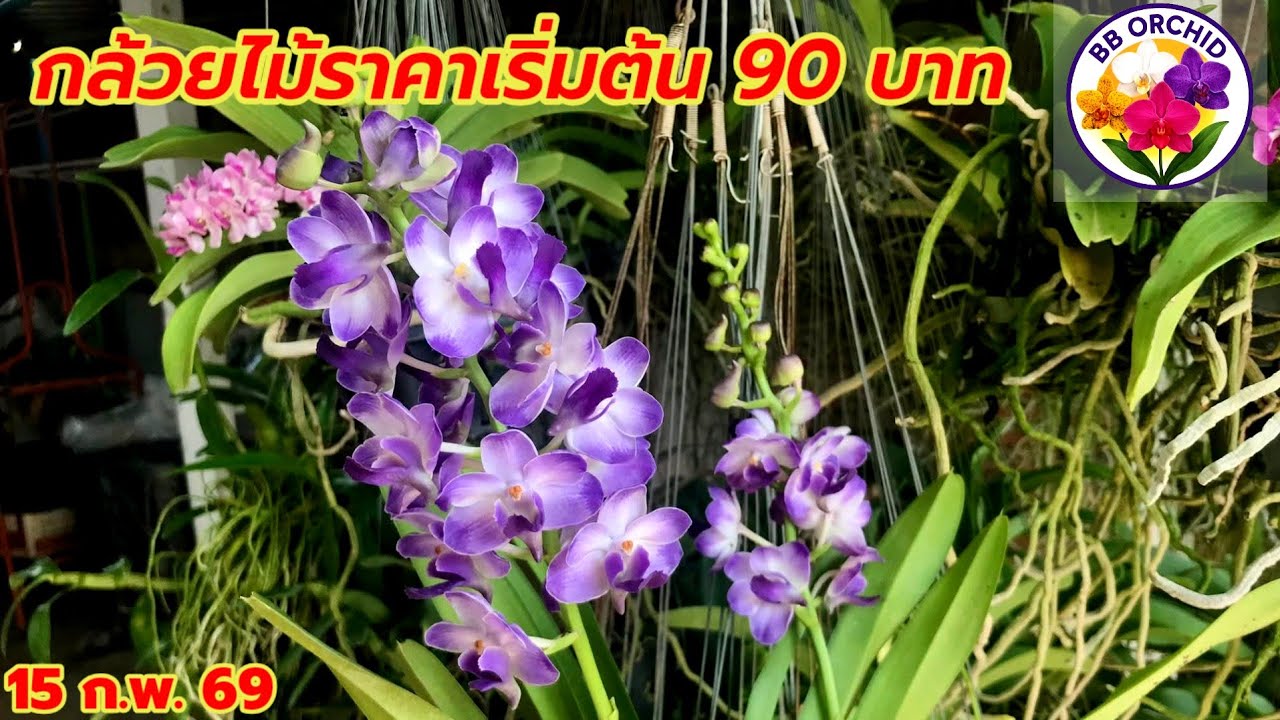 EP.78 กล้วยไม้สวยๆ กล้วยไม้หายาก #กล้วยไม้ #orchid 
