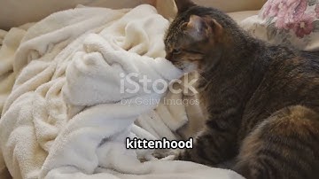 Decoding Your Cat