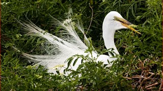 Visiting Gatorland, Wildlife park in Florida, United States