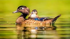 Beautiful water bird in tranquility (HD1080p)