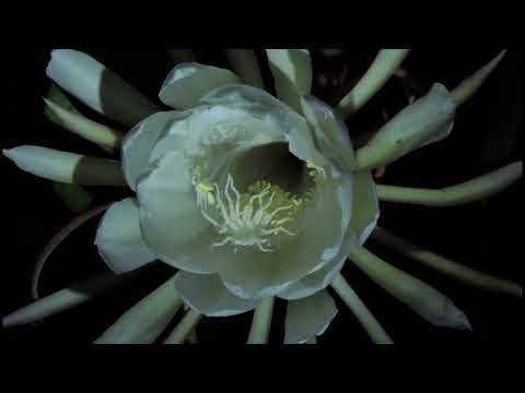 Queen Of The Night Cactus Time Lapse
