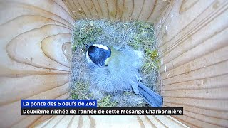 La ponte des 6 oeufs de Zoé la mésange Charbonnière