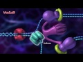 الأحياء - 3ث - DNA : تضاعف DNA