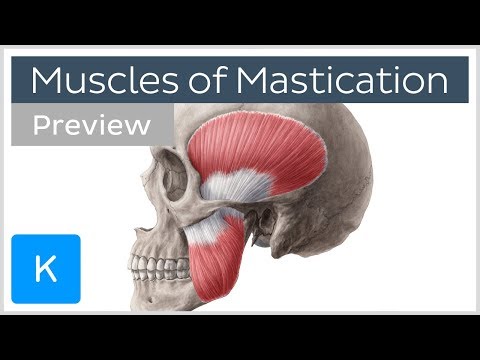 Muscles of mastication (preview) - Origin, insertion, functions - Human Anatomy | Kenhub