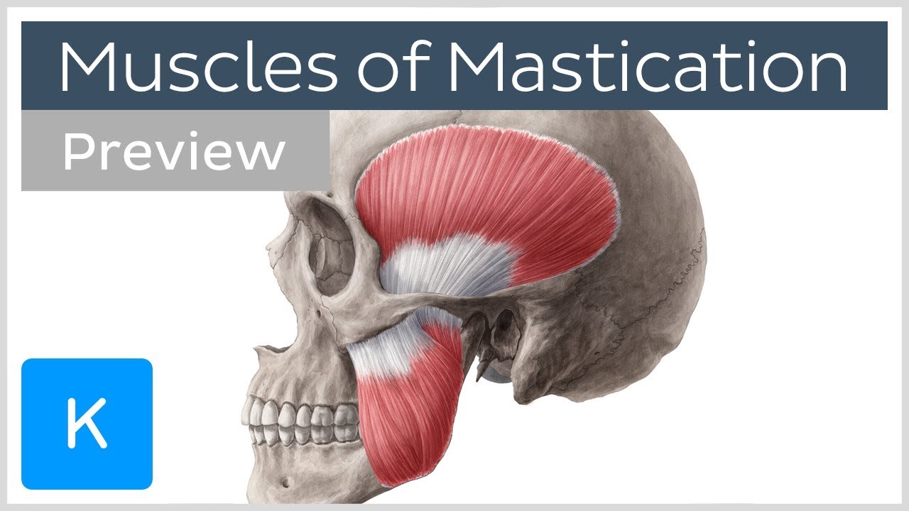 Muscles of mastication (preview) Origin, insertion