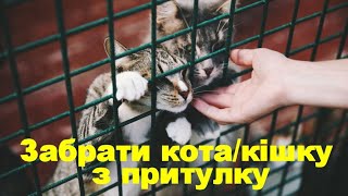 Забрати Кота/Кішку З Притулку Take The Cat From The Shelter