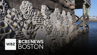Living seawalls installed in Boston Harbor to help wildlife flourish and clean water