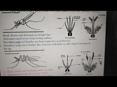 Mosquitoes( Culicidae)