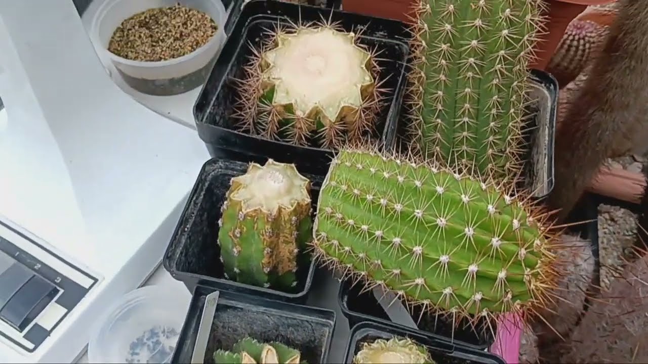 Как переукоренить кактус? Обрезка кактуса и что дальше??