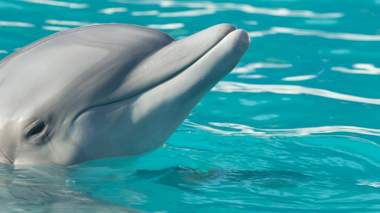 Dolphin Feeding At Barnacles, Tin Can Bay - Kiyaan's World