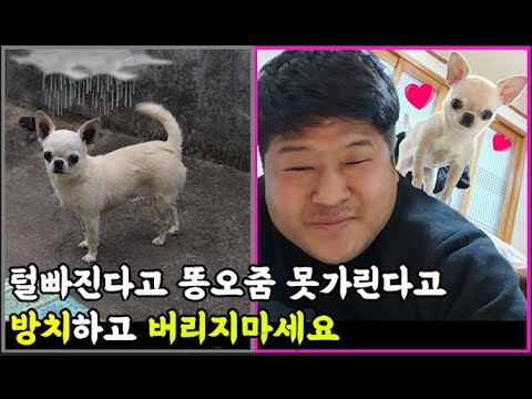 방치되어 죽을뻔한 치와와  "올리" 첫만남부터 6개월간 성장 일기